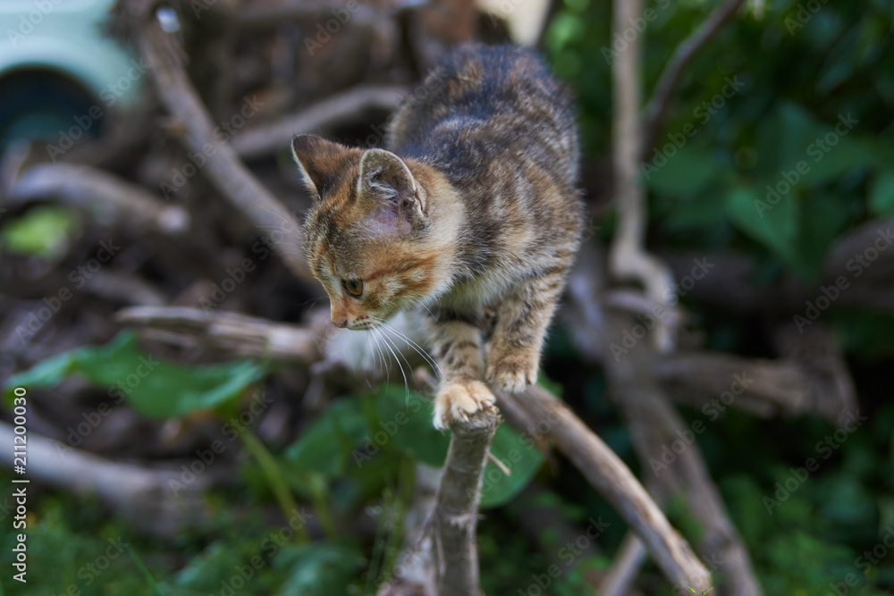Little playing kitten, outdoors. Playful kitten hunting on a tree Little playing kitten, outdoors. Playful kitten hunting on a tree