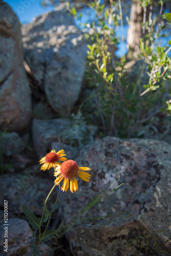 Wildflowers bloom against boulders on a mountain slope