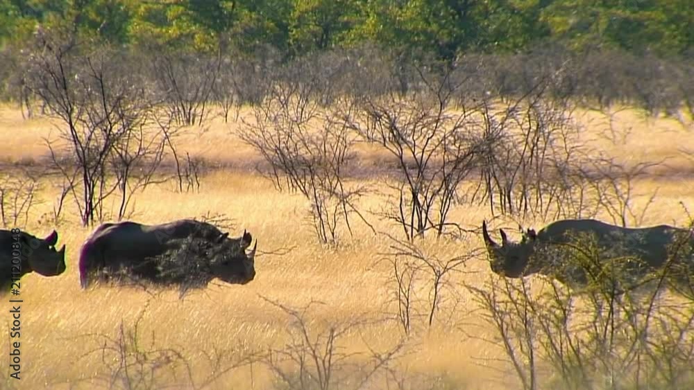 Rhinos in Savannah, Namibia Rhinos in Savannah, Namibia