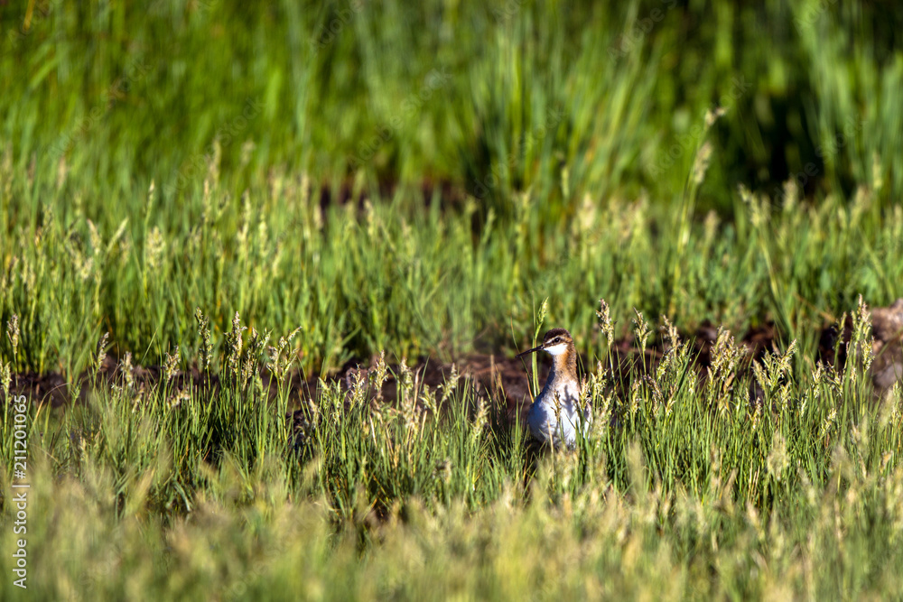 Wilson's Phalarope feeds on muddy ground near the cattail marsh in Alamosa National Wildlife Refuge in southern Colorado