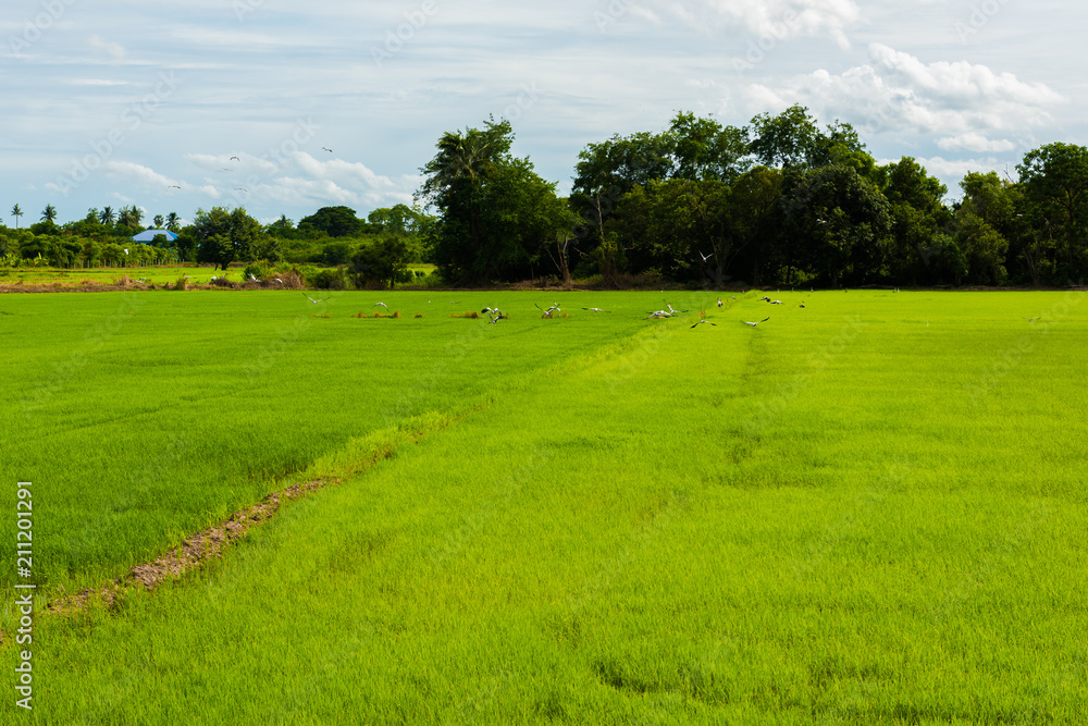 Countryside scenery of rice field Countryside scenery of rice field