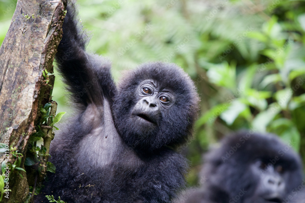 Fototapeta premium Baby Mountain Gorilla (Gorilla beringei beringei) hanging off a tree branch and being playful in the jungle of Rwanda.