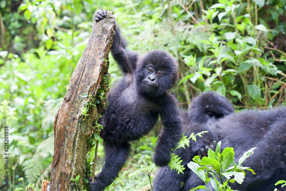 Fototapeta premium A baby Gorilla (Gorilla beringei beringei) hanging off a tree- Rwanda