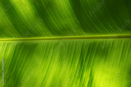 Banana leaf closeup