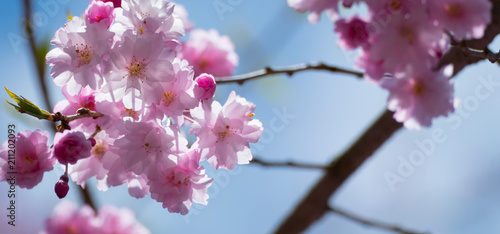 Cherry Blossom Banner