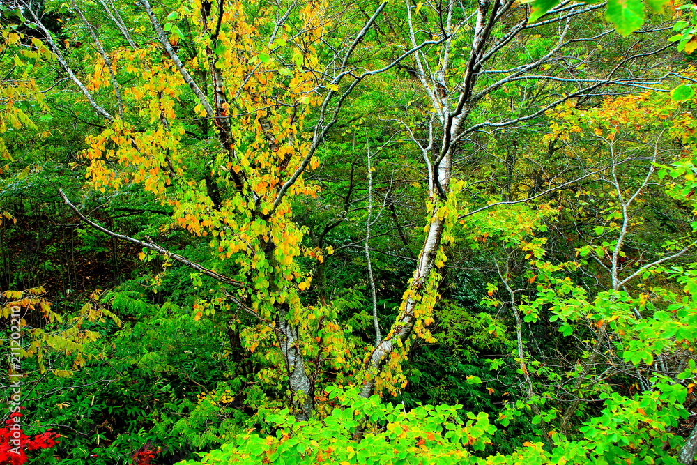 Fototapeta premium 札幌近郊の紅葉の風景