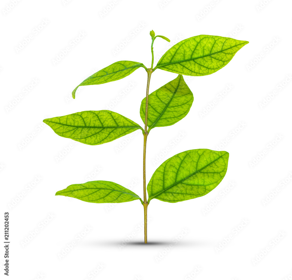 Fototapeta premium Green leaf isolated