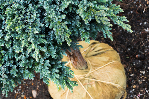 Tree with Root Ball