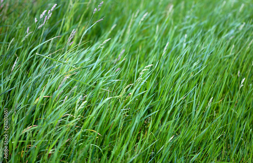 Photo of a close-up of a green grass