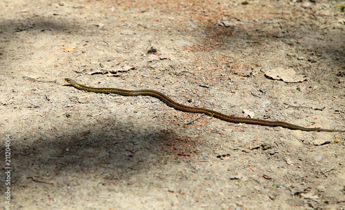 couleuvre rayée
 photo