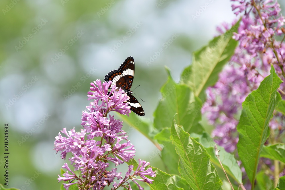 Black Swallowtail Butterfly on Purple Lilacs Black Swallowtail Butterfly on Purple Lilacs