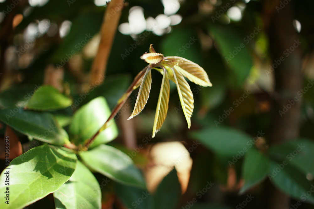 Obraz premium leaf