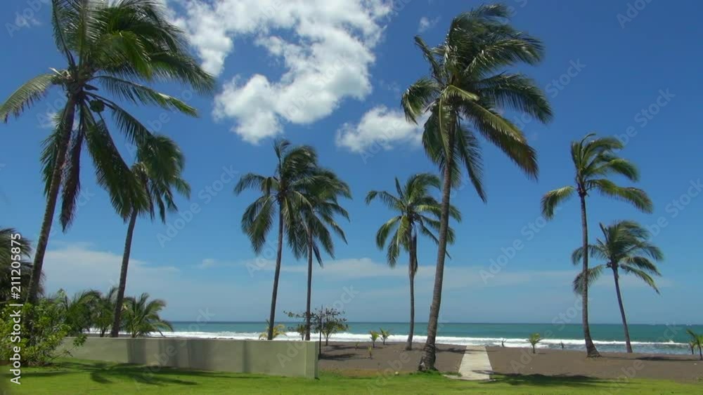 Lockdown Shot of Coconut Trees on the Beach of Panama Lockdown Shot of Coconut Trees on the Beach of Panama