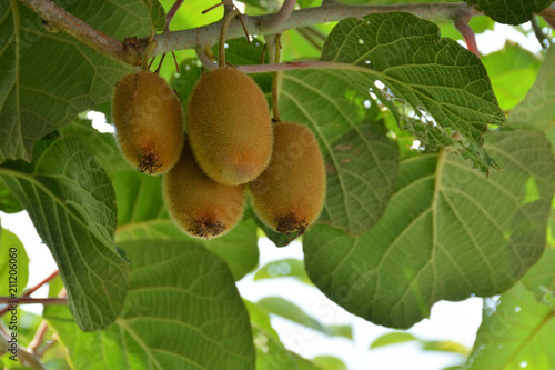 Kiwi fruits on a tree

