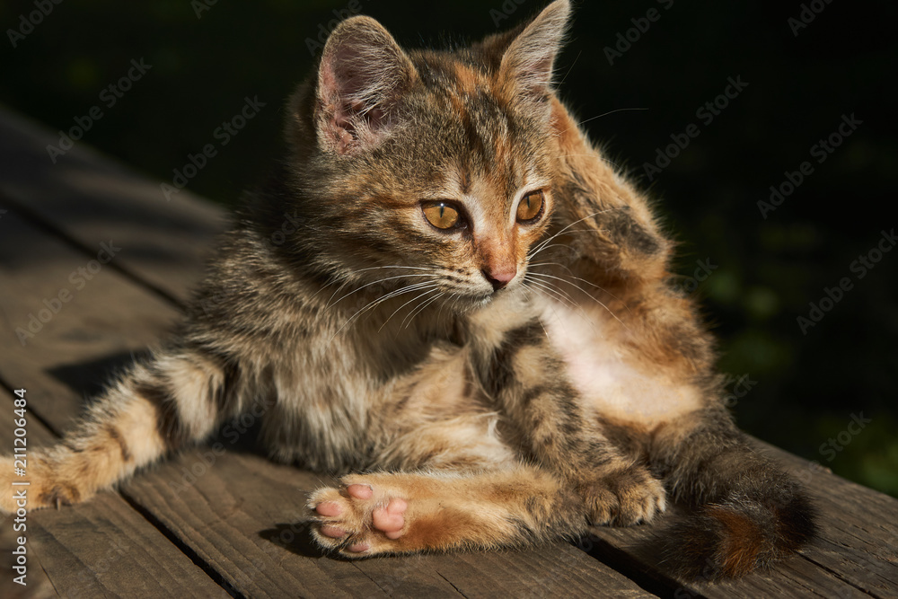 Grey furry kitten cleaned outdoors in green garden in sunlight, close-up Grey furry kitten cleaned outdoors in green garden in sunlight, close-up