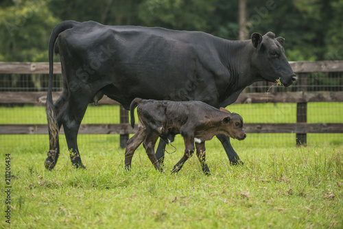 Baby newborn black cow calf in green field with herd of cattle