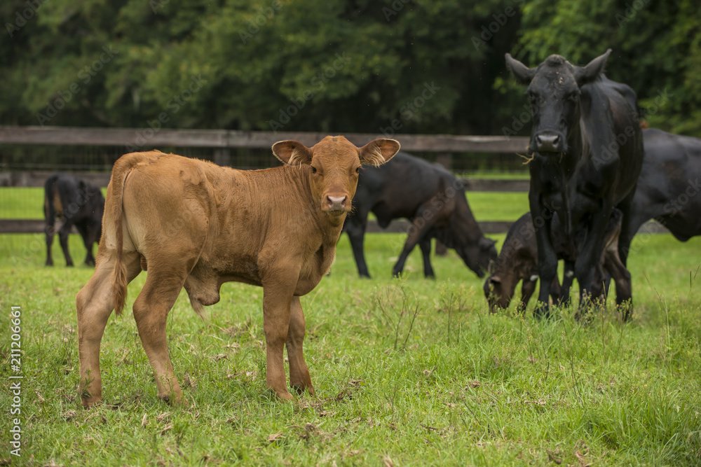 Baby newborn black cow calf in green field with herd of cattle