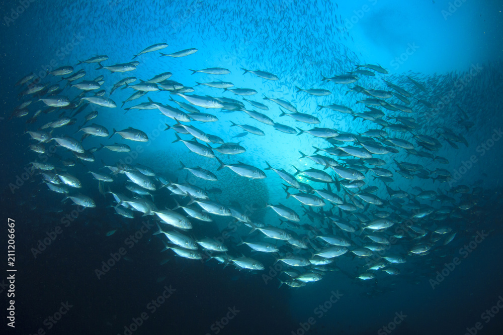 Fototapeta premium Tuna fish in ocean