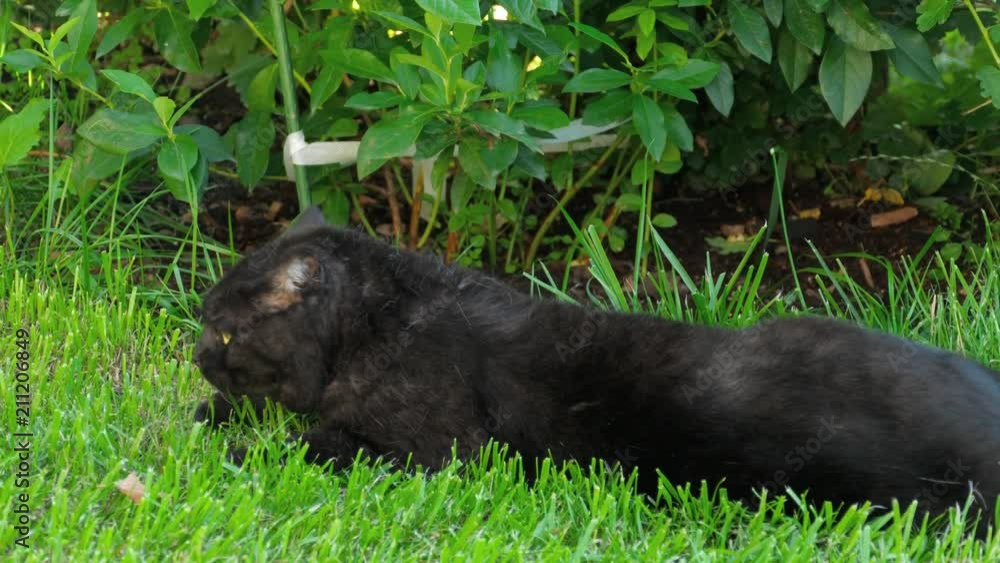 Black Scottish fold cat Black Scottish fold cat