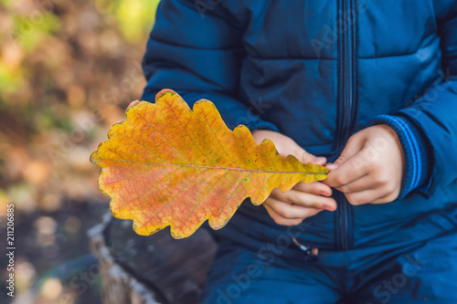 Background autumn orange leaves. Outdoor. photo