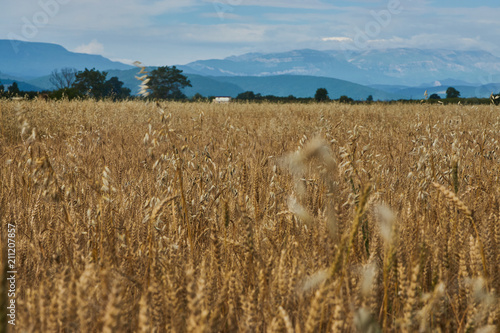 Summer Landscape with Wheat Field  Clouds and mountains 