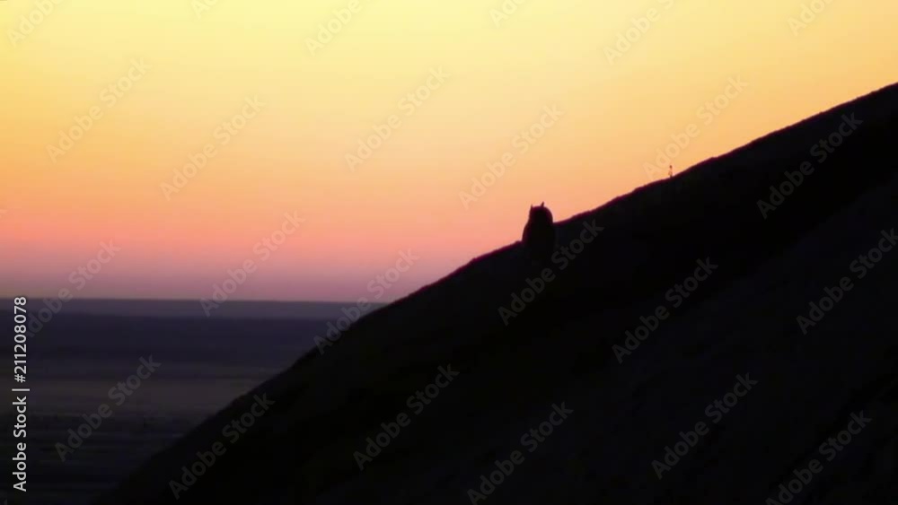 Owl Looking Over Valley at Sunset, Namibia Owl Looking Over Valley at Sunset, Namibia