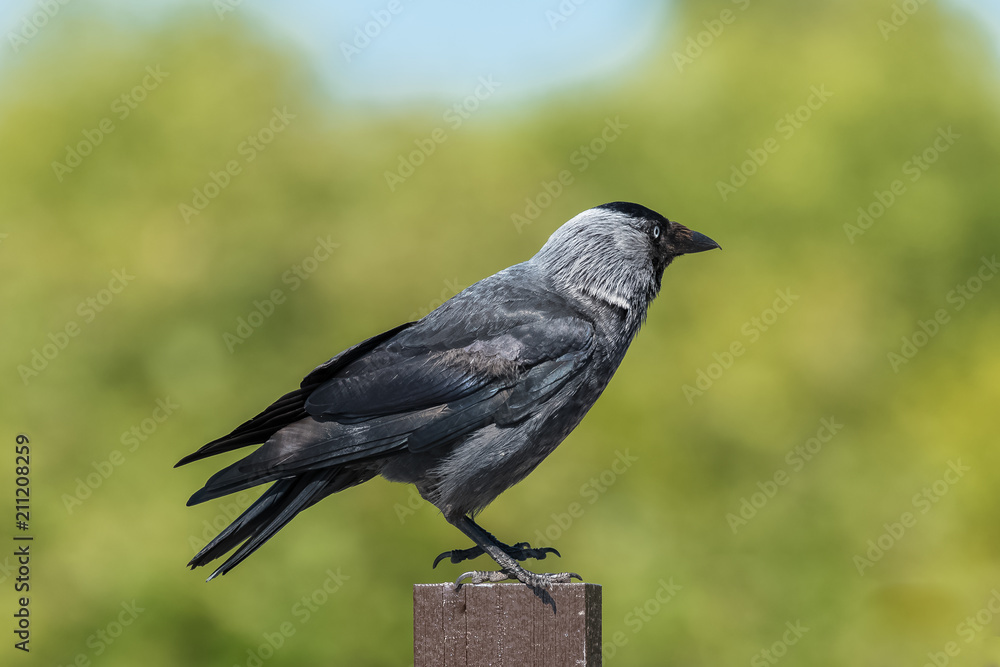 Hooded Crow, beautiful grey and black bird standing on a wooden picket
Hooded Crow, beautiful grey and black bird standing on a wooden picket
