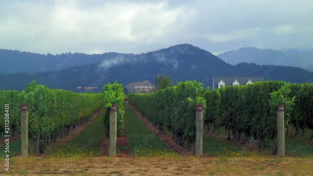 Vineyards of Renwick, New Zealand Vineyards of Renwick, New Zealand