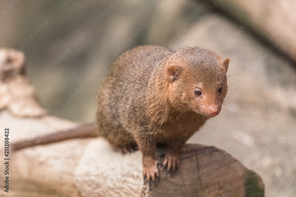common dwarf mongoose, Helogale parvula, funny animal on a branch
