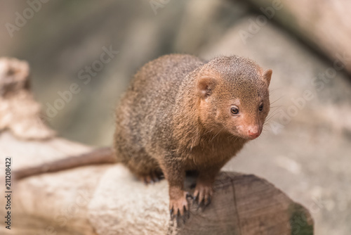 common dwarf mongoose, Helogale parvula, funny animal on a branch 