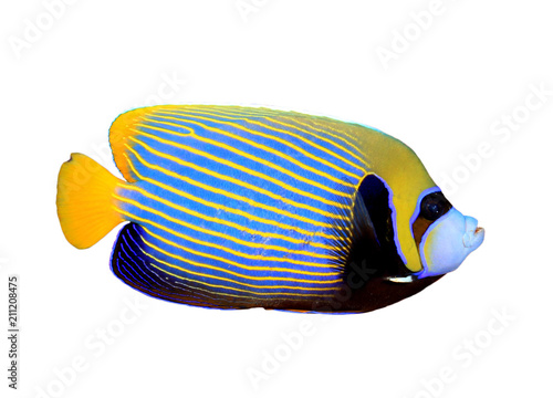 Emperor Angelfish tropical fish isolated on white background 