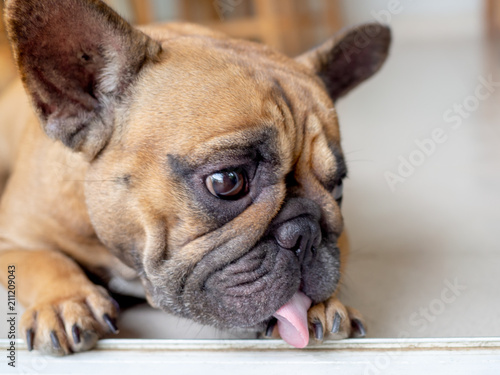 Fototapeta Naklejka Na Ścianę i Meble -  French Bulldog