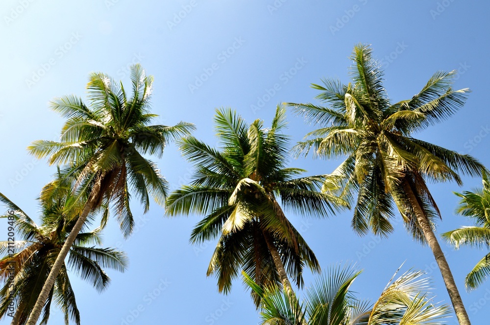 Upward view of coconut palms against a blue sky background