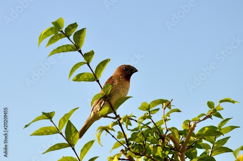 Side profile view of a small yellow breasted finch perched on a leafy branch photo