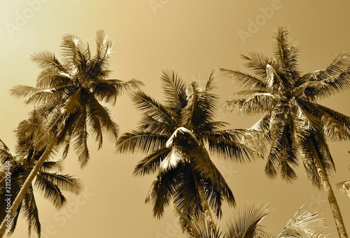 Tropical palm trees in sepia tones © Angela