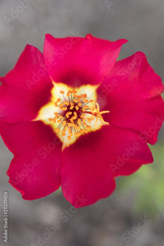 Orange stamens on a red flower background, close-up photo