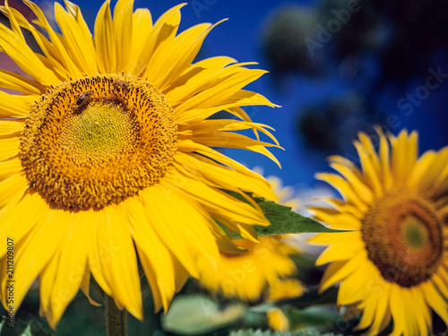 Fototapeta Naklejka Na Ścianę i Meble -  Sunflower and bee, bright yellow against blue sky