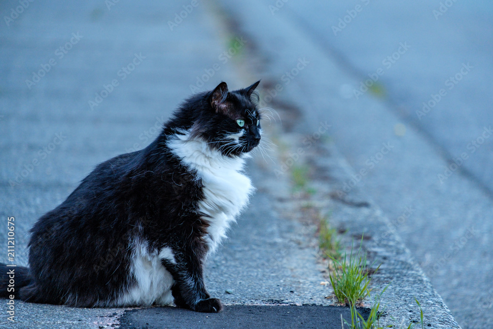 portrait of a cat cover in black with white chest and blue eyes standing on the street looking at right portrait of a cat cover in black with white chest and blue eyes standing on the street looking at right