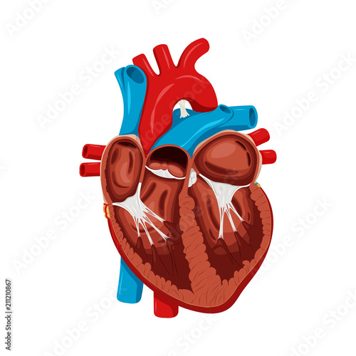 Anatomy of the Heart. Medical science vector illustration. Education illustration