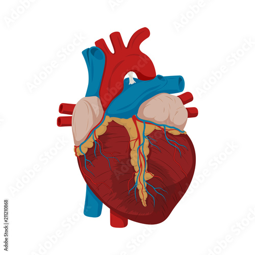 Ascending aortic aneurysm. Damaged heart muscle. medical science vector illustration. Education illustration. Anatomy