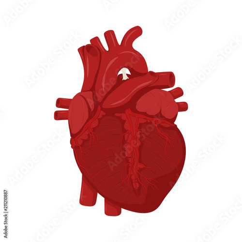 Human heart anatomy. Medical science vector illustration. Education illustration