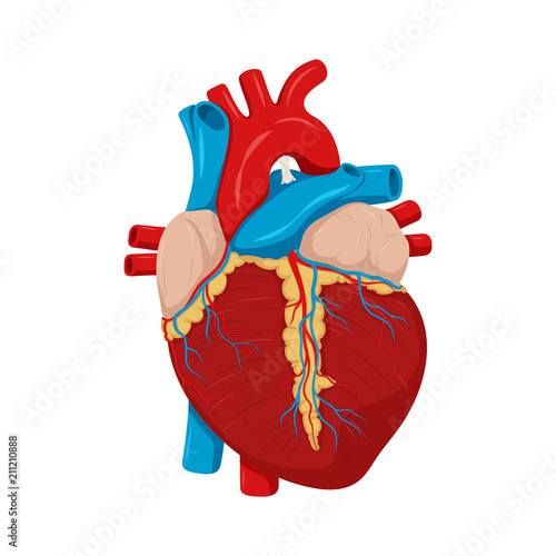 Human heart anatomy. Medical science vector illustration. Education illustration