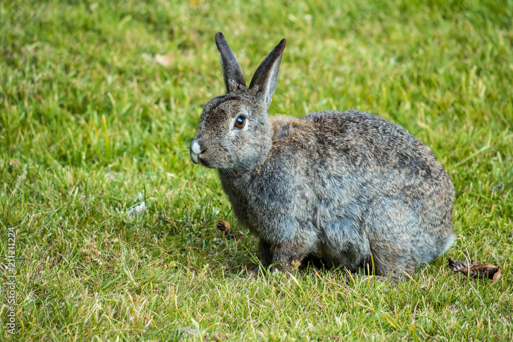 side portrait of grey rabbit on the grassy filed side portrait of grey rabbit on the grassy filed
