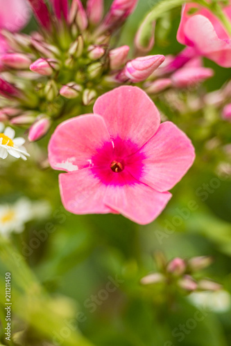 close up of pink flower with five petals with creamy background