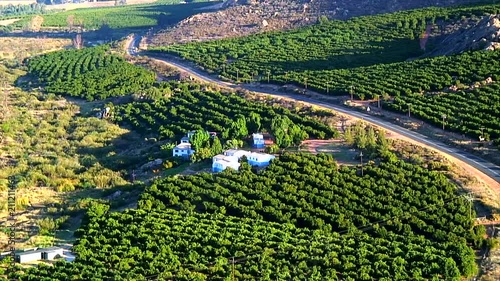 Family Vineyard, North Cape, South Africa photo