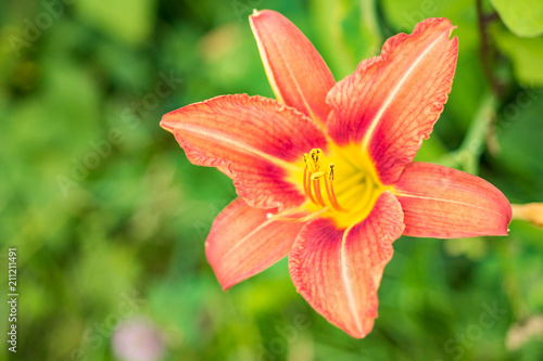 red day-lily flower with yellow stamens under green bakcground © Yi