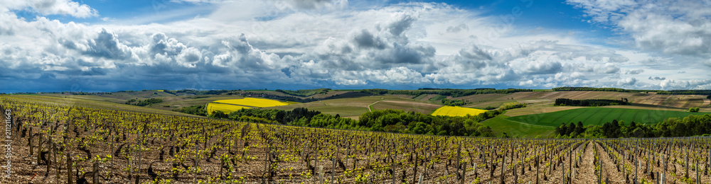 Vineyards in the Chablis region of Burgundy, France