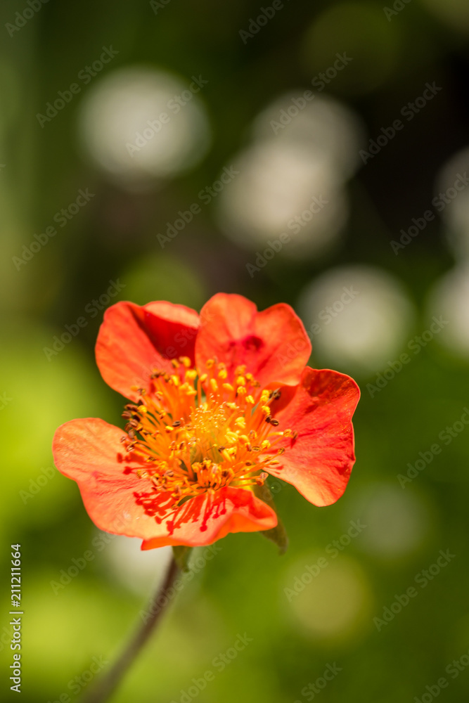 single beautiful red flower under the sun with creamy green background single beautiful red flower under the sun with creamy green background