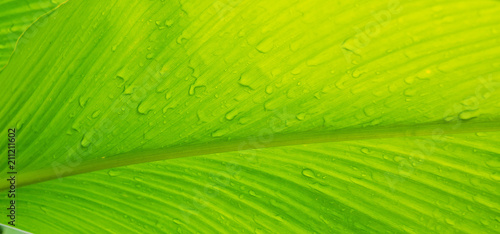 Green leaves natural background wallpaper  leaf texture  green leaves wall background