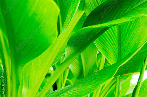 Green leaves natural background wallpaper  leaf texture  green leaves wall background